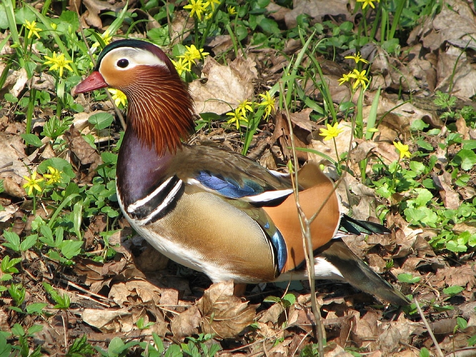 Wildlife aix plumage