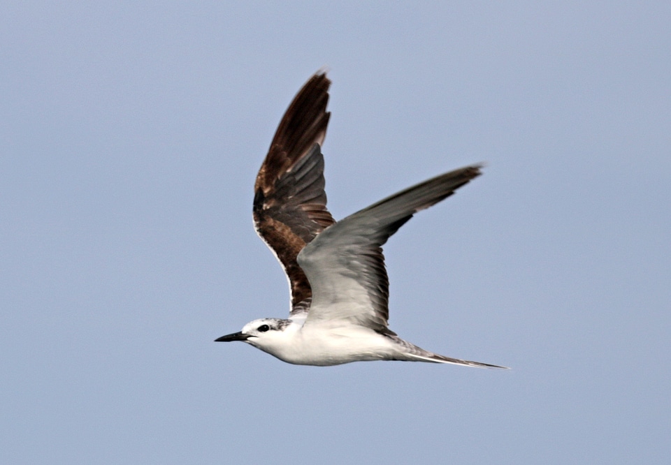 Bridled Tern - Onychoprion anaethetus in flight