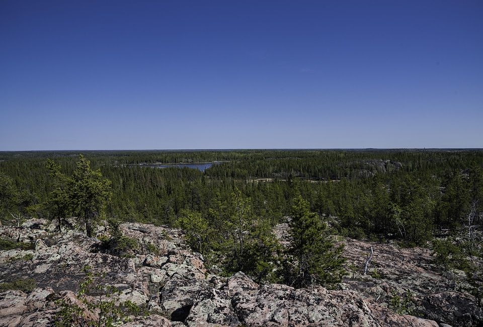Overlook on the pine forest on the Ingraham Trail