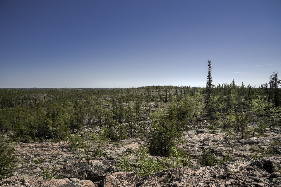 Pine Trees on the Rock on the Ingraham Trail
