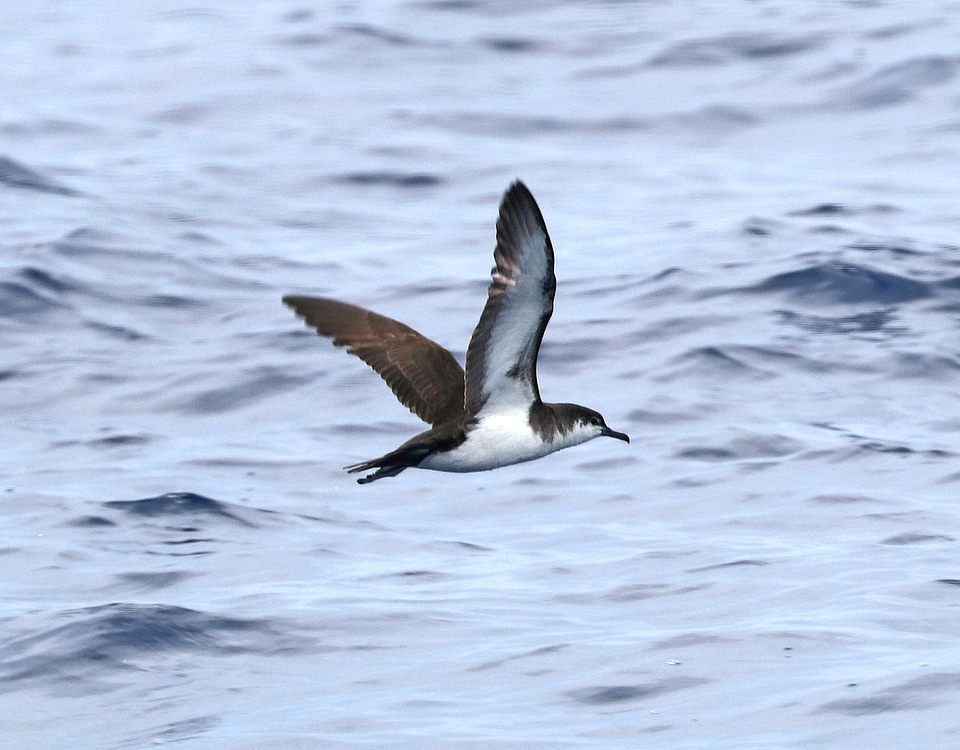 Audubon's Shearwater - Puffinus lherminieri - flying over the ocean