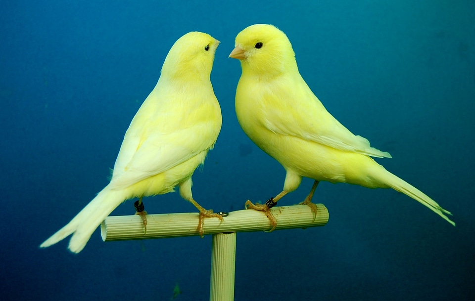 Canaries yellow aviary