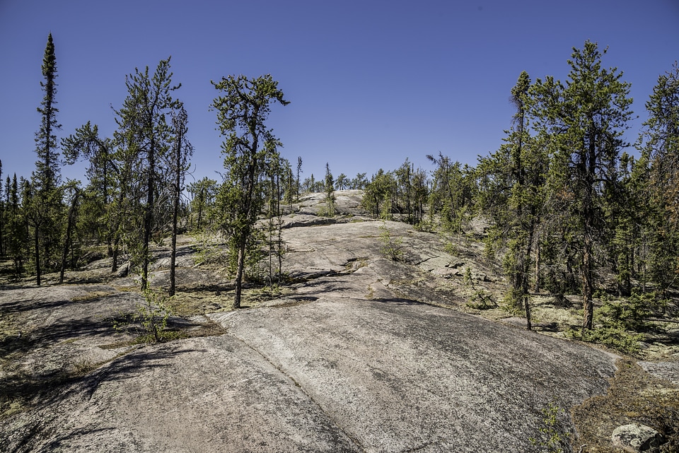 Rocky Surface with pine trees on the Ingraham Trail