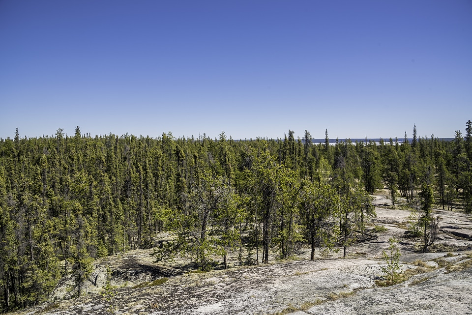 Pine trees below the rock under blue skies on the Ingraham Trail