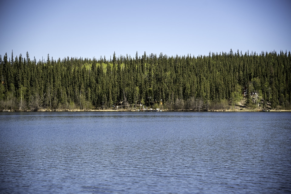 Pine Forest on the Opposite Shore on the Ingraham Trail photo