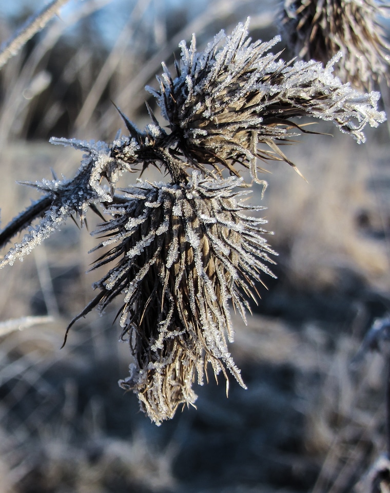 Frost cold frozen