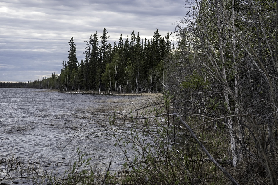 Shoreline with trees at Chan lake Territorial Park