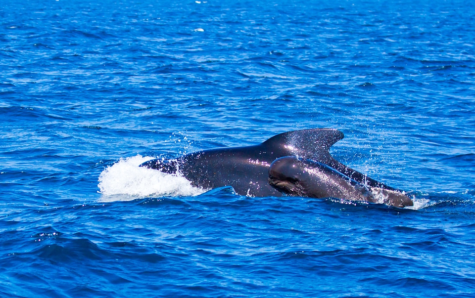 Orcinus orca blue orka