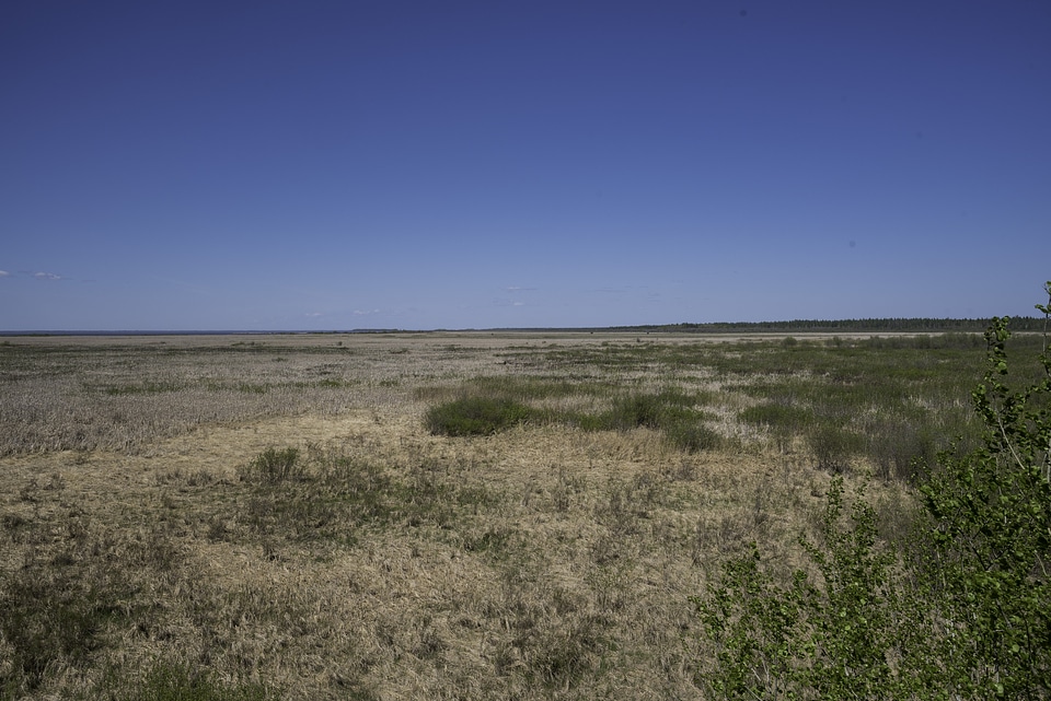 Grassland landscape with clear sky at Hecla Provincial Park