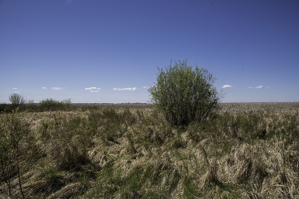 Grassy landscape with tree at Hecla Provincial Park