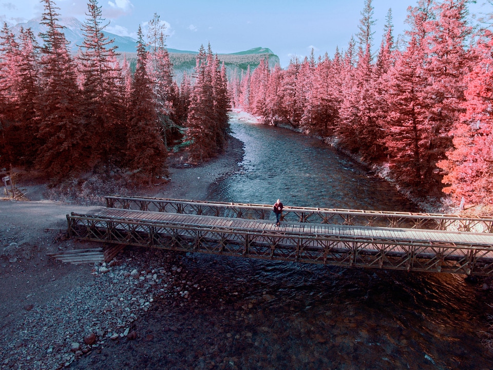 River Landscape with pink trees in Jasper National Park, Alberta, Canada