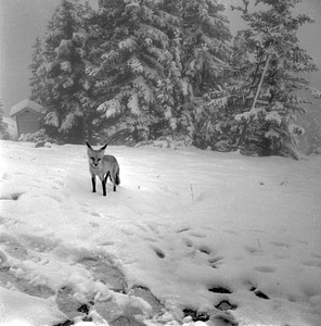 Fox in a snowstorm in Jasper National Park, Alberta, Canada photo