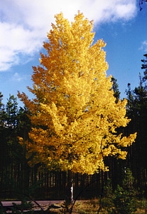 Aspen Trees in Yellow in Jasper National Park, Alberta, Canada photo