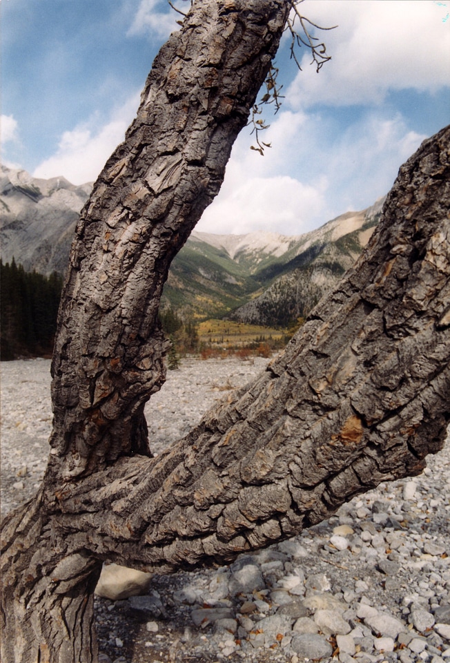 Tree and Branches in Jasper National Park, Alberta, Canada