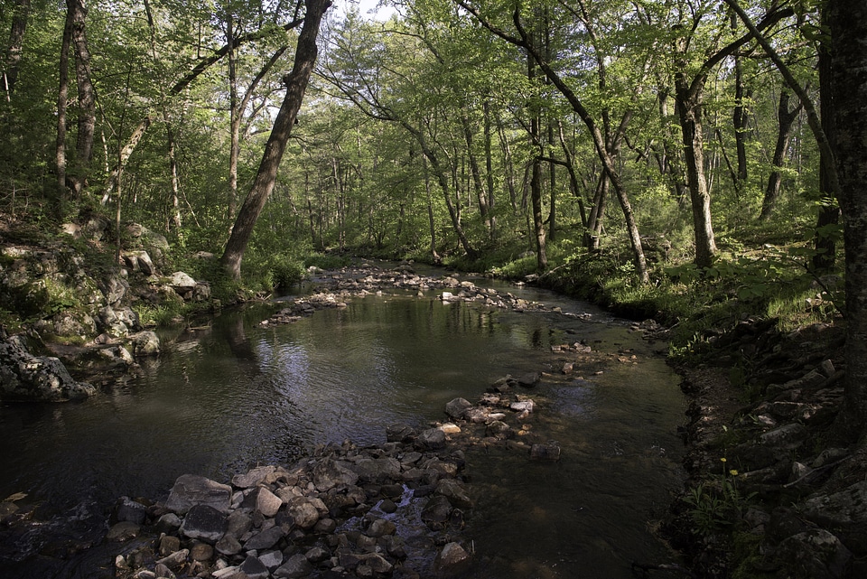 Otter Creek Beneath the trees at Baxter's Hollow, Wisconsin