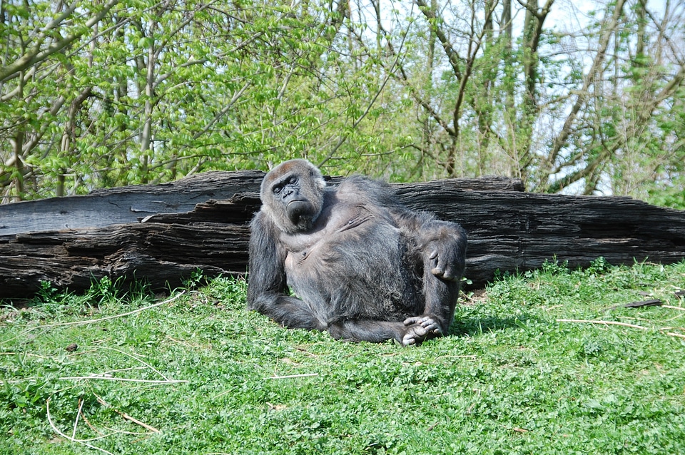Zoo monkey pregnant