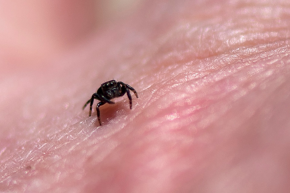 Small Spider in Hand