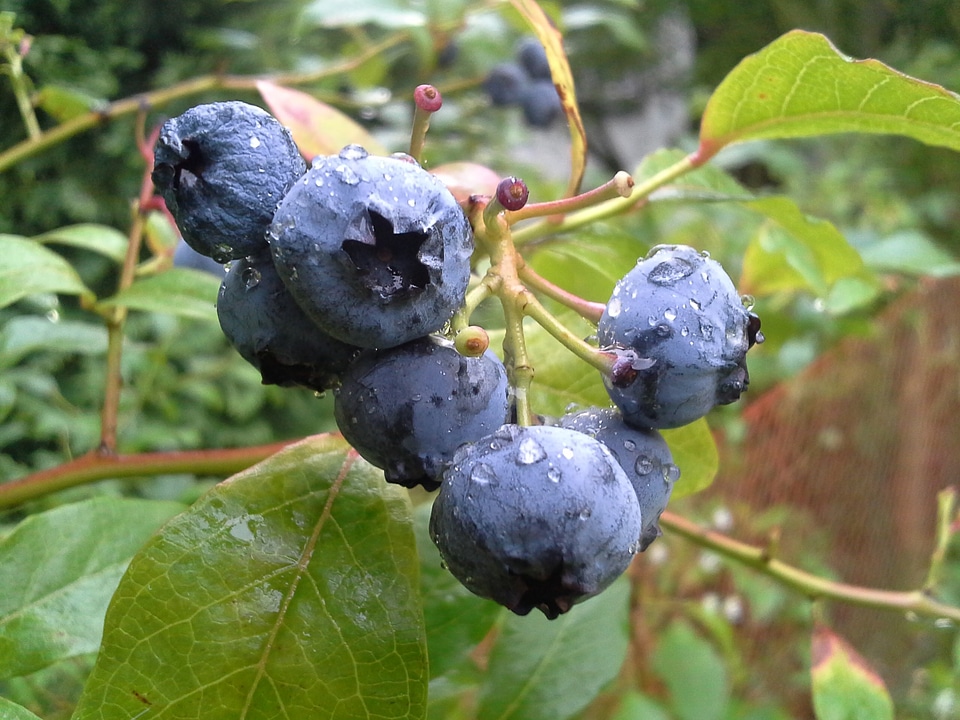 The plot garden bush