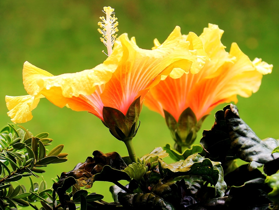 Petals pistil yellow