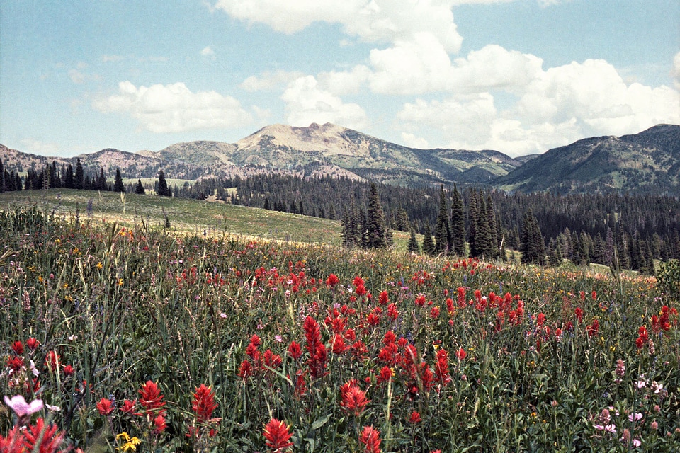 Mt. Jefferson and Indian Paintbrush Flowers Landscape