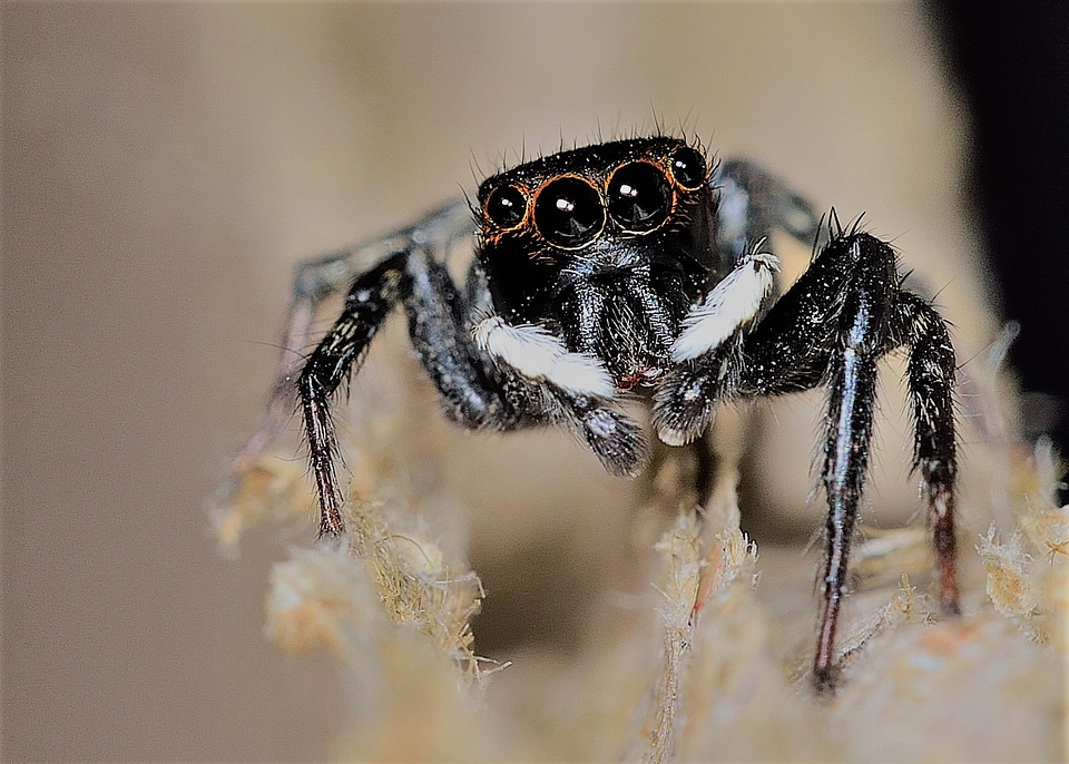 Many eyes of a spider