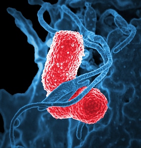 Bacteria under a Microscope photo