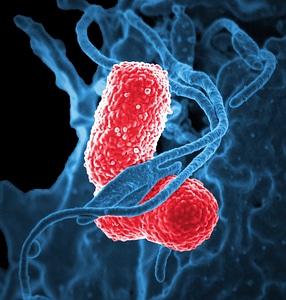 Bacteria under a Microscope