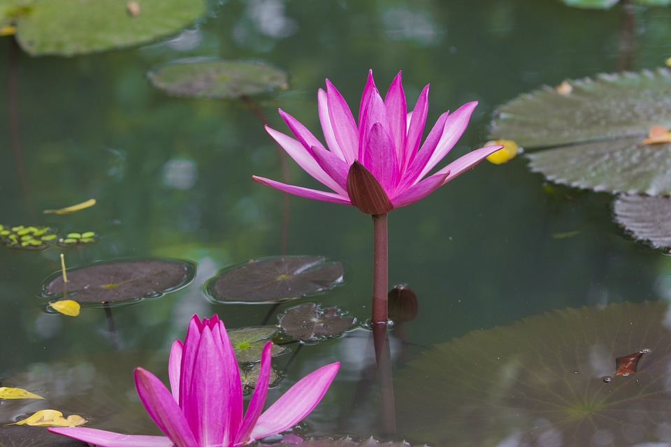 Floral plant natural