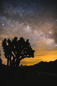 Milky Way Galaxy above the trees at Owen's Peak