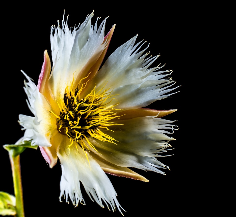 Bloom white flowering twig