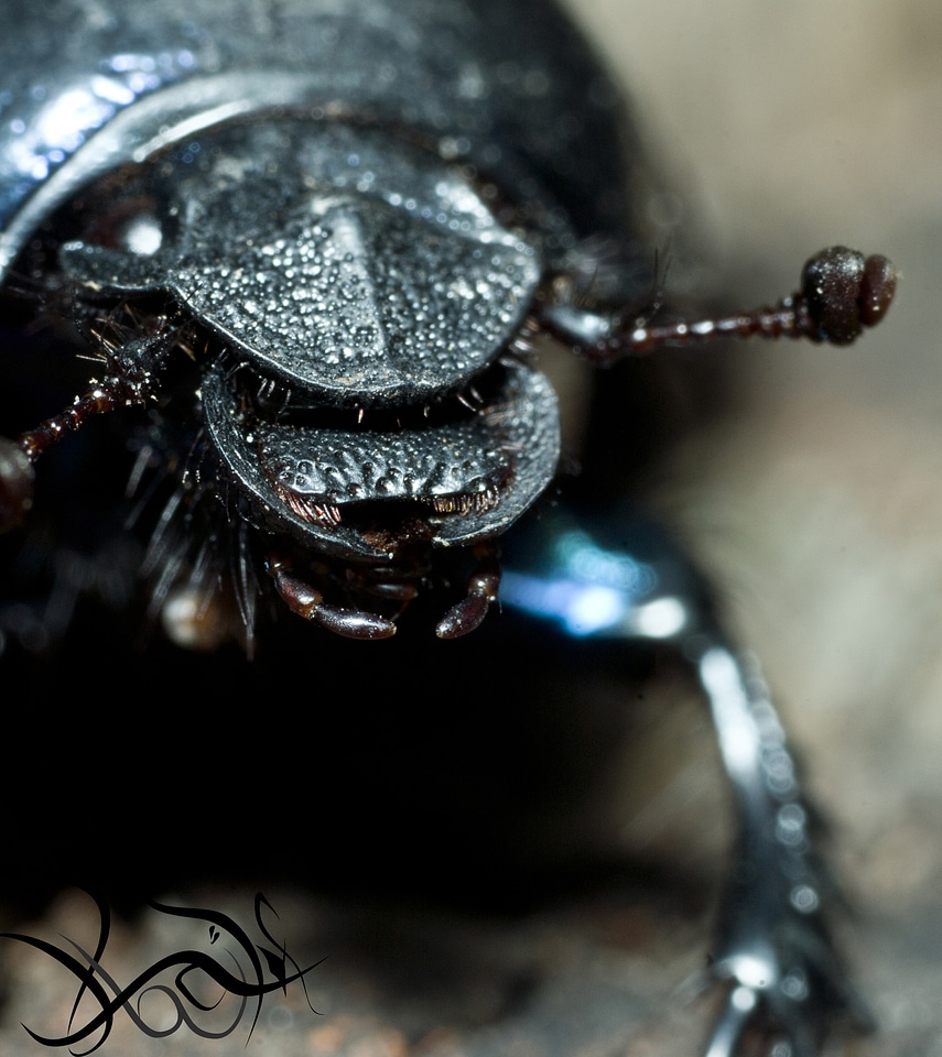 Macro head of a beatle