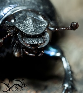 Macro head of a beatle photo