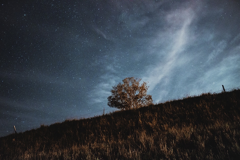 Stars over the trees and grass photo