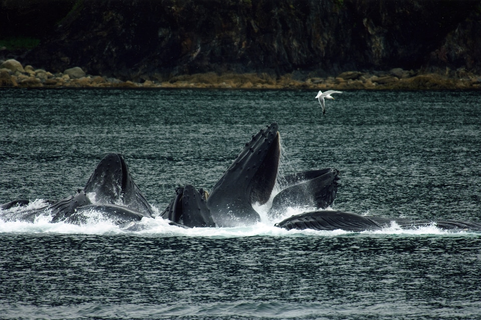 Humpback Whale playing in the water around Juneau, Alaska