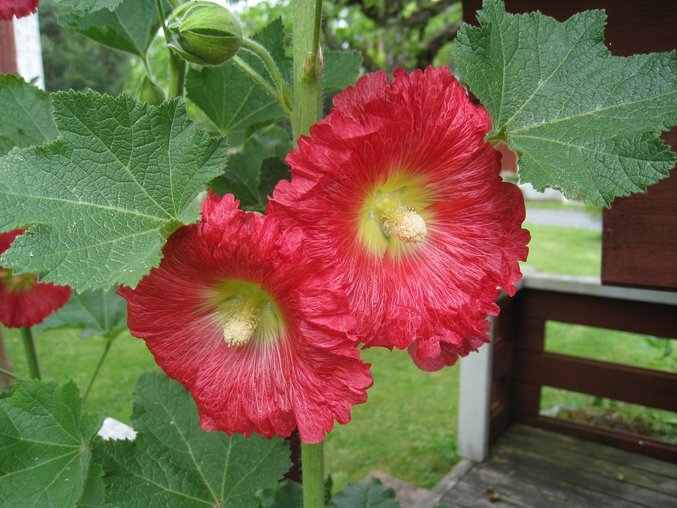 Garden summer fence