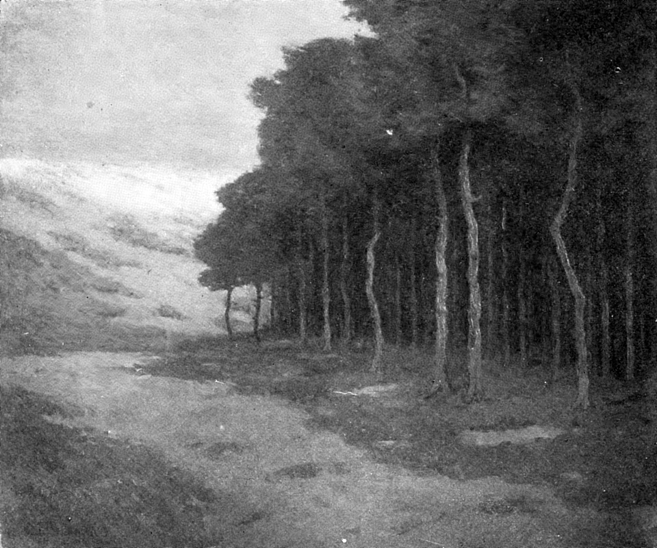 Pines at Knocke landscape at Knokke-Heist, Belgium