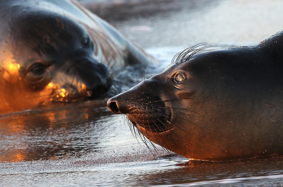 Piedras Blancas Seals at the light station natural area