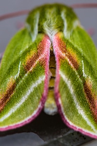 Green Silver-lines Moth - Pseudoips Prasinana
