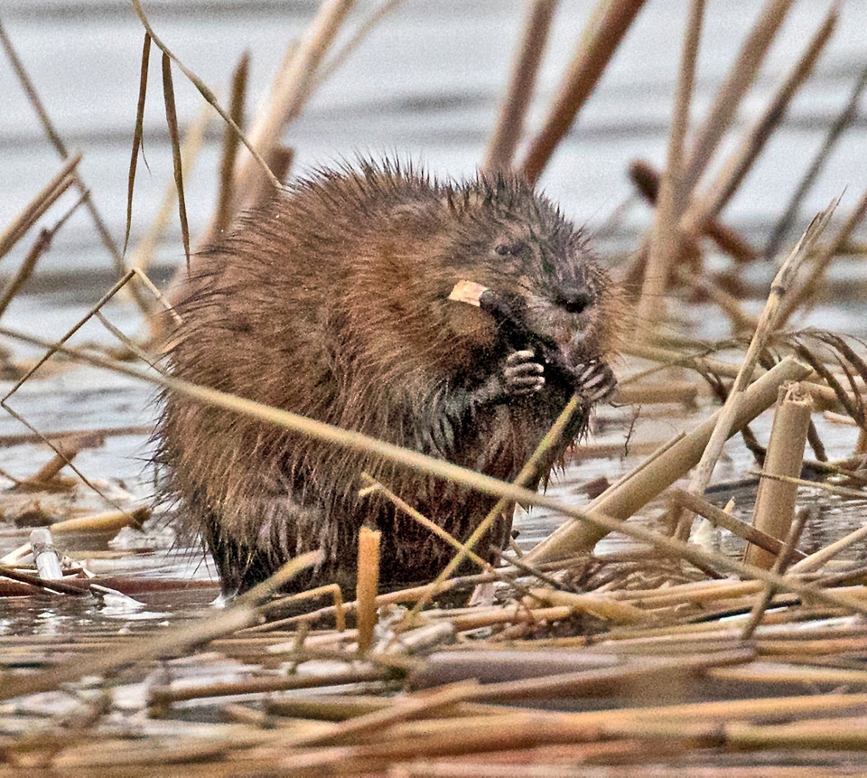 Muskrat chewing away