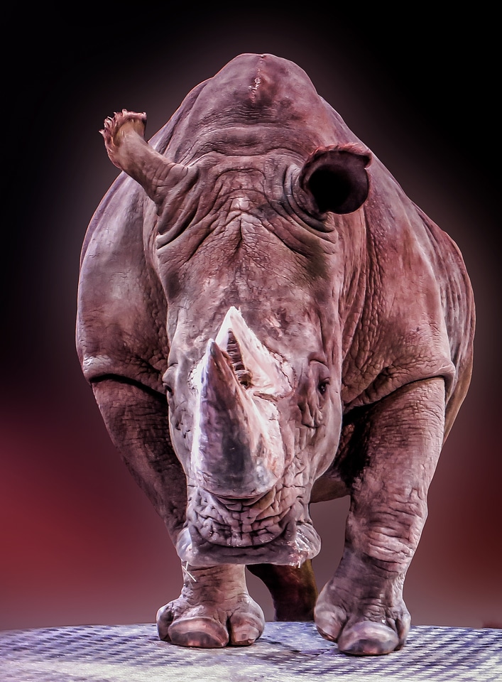 Pachyderm big game africa