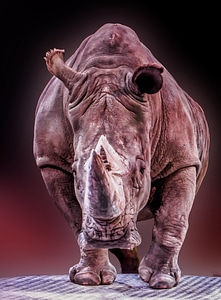 Pachyderm big game africa
