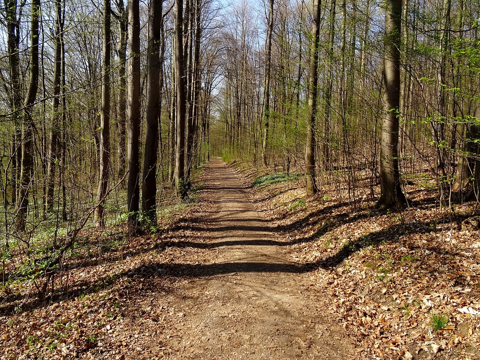 Hiking Path in Saxony, Germany