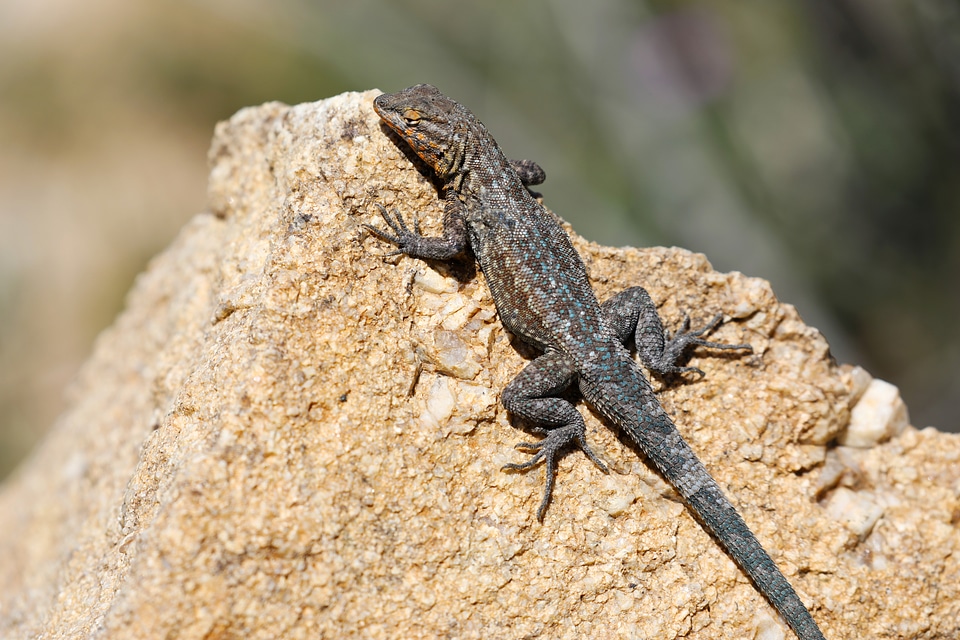 Side-botched Lizard on a rock