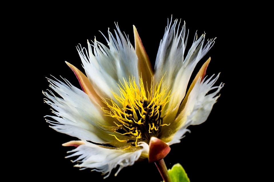 Bloom white flowering twig
