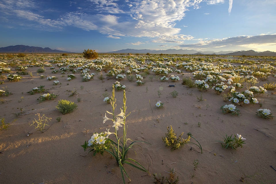 Cadiz Landscape with plants in California