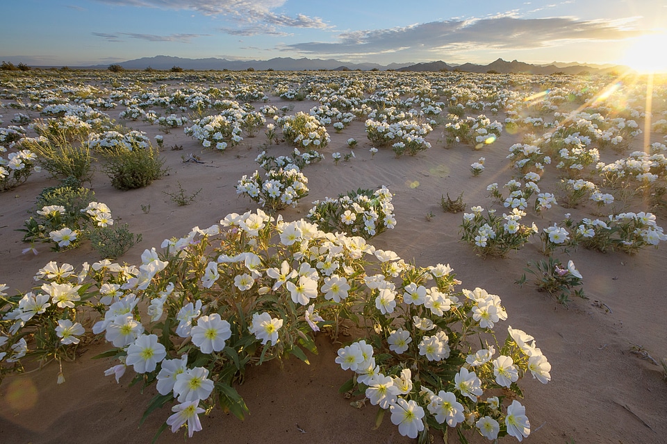 White Flowers in the desert in the Cadiz wilderness