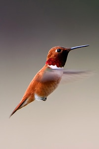 Hummingbird quickly flapping its wings photo
