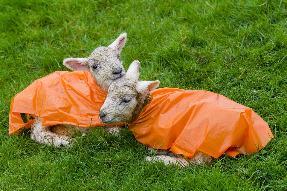 Two Ewes in Orange raincoats