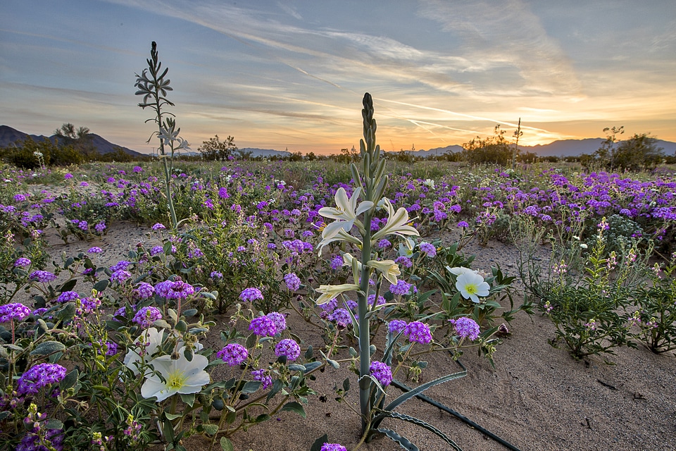 Desert Lily Preserve landscape in California photo