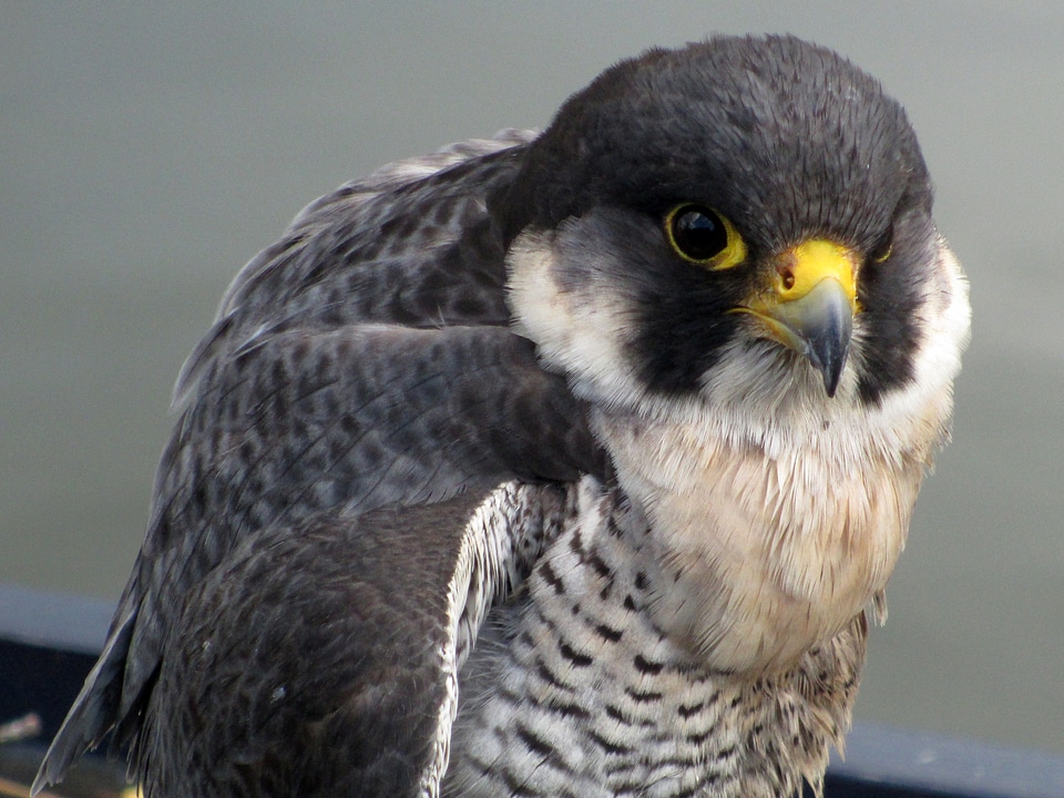 Close up  of a peregrine falcon